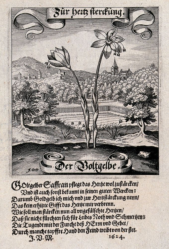A field surrounded by wooded hills, with a saffron crocus in the foreground and verses below. Etching by Matthäus Merian the…