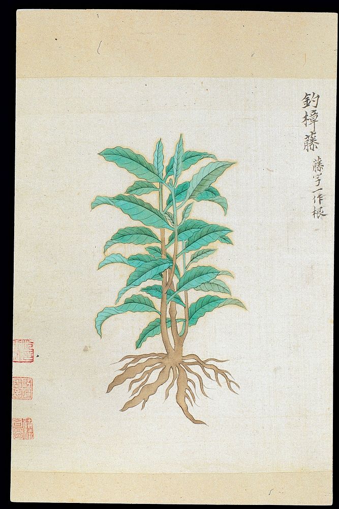 Ming herbal (painting): Lindera