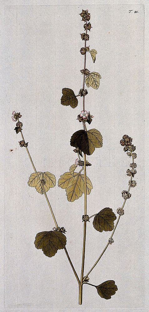 Curled mallow (Malva verticillata L.): flowering and fruiting stem. Coloured engraving after F. von Scheidl, 1770.