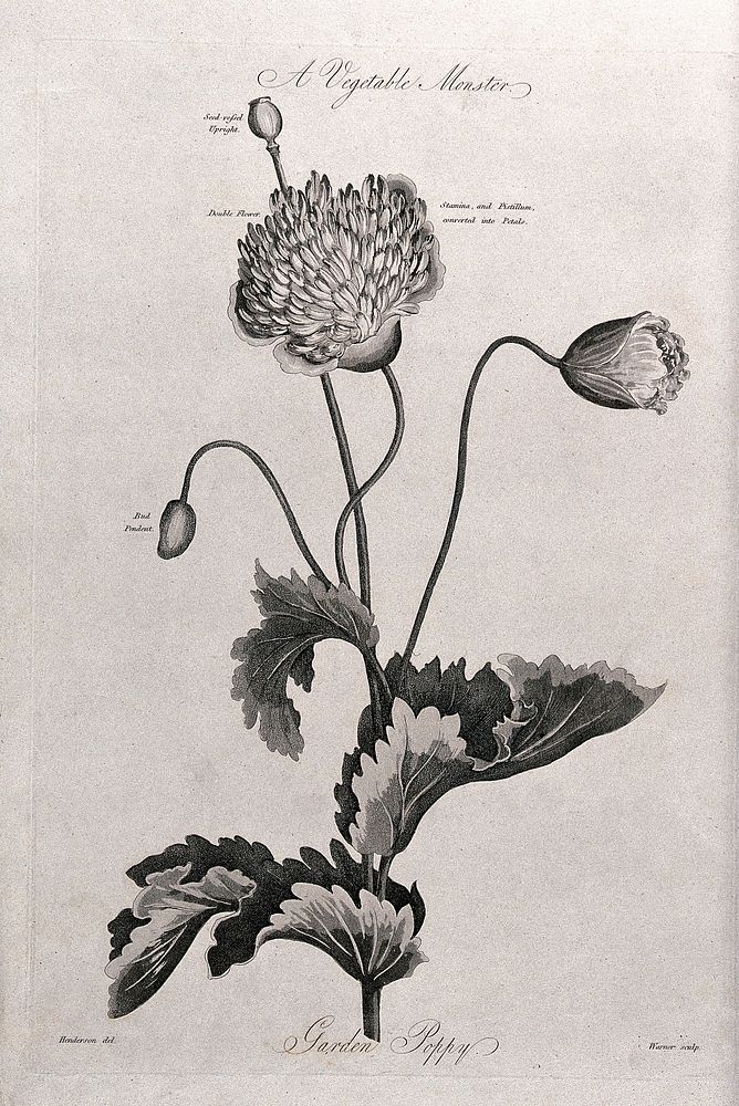 Garden poppy (Papaver sp.): flowering and fruiting stem. Aquatint by Warner, c.1807, after P. Henderson.
