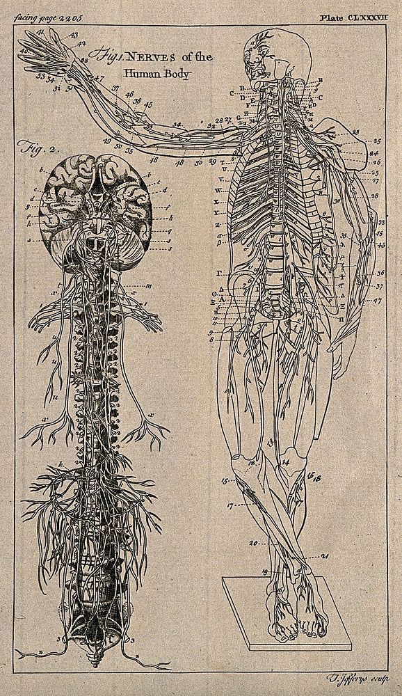 The nervous system: two figures showing the brain, spine and nerves, and and an écorché figure with the nervous system…