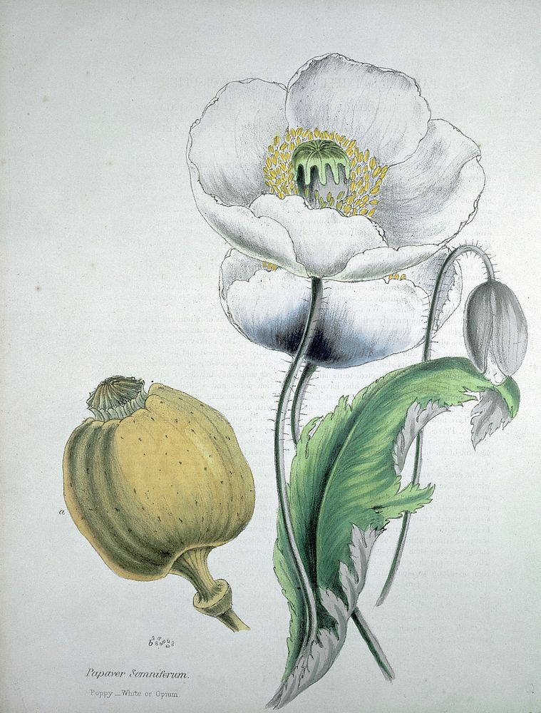 Opium poppy (Papaver somniferum): white flowers, seed capsule and seeds. Coloured zincograph, c. 1853, after M. Burnett.