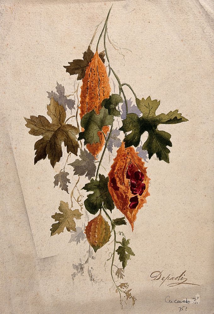 A plant, possibly balsam apple (Momordica balsamina): fruiting stem. Watercolour by Depaoli.