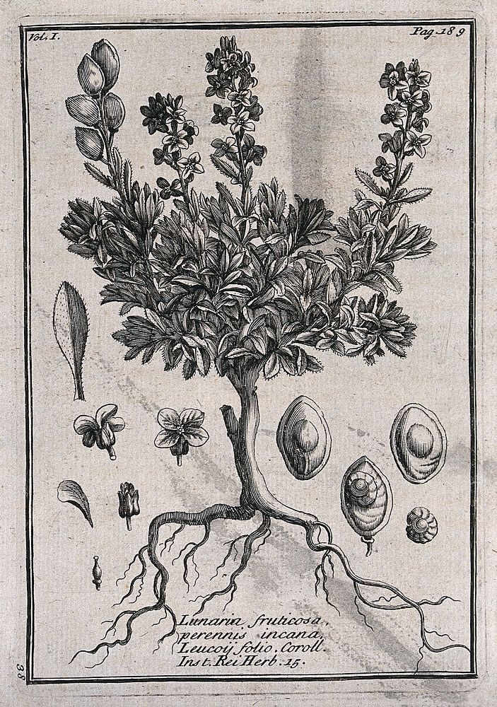 A plant (Lunaria perennis), related to honesty: flowering plant with leaf and floral segments. Etching, c. 1718, after C.…