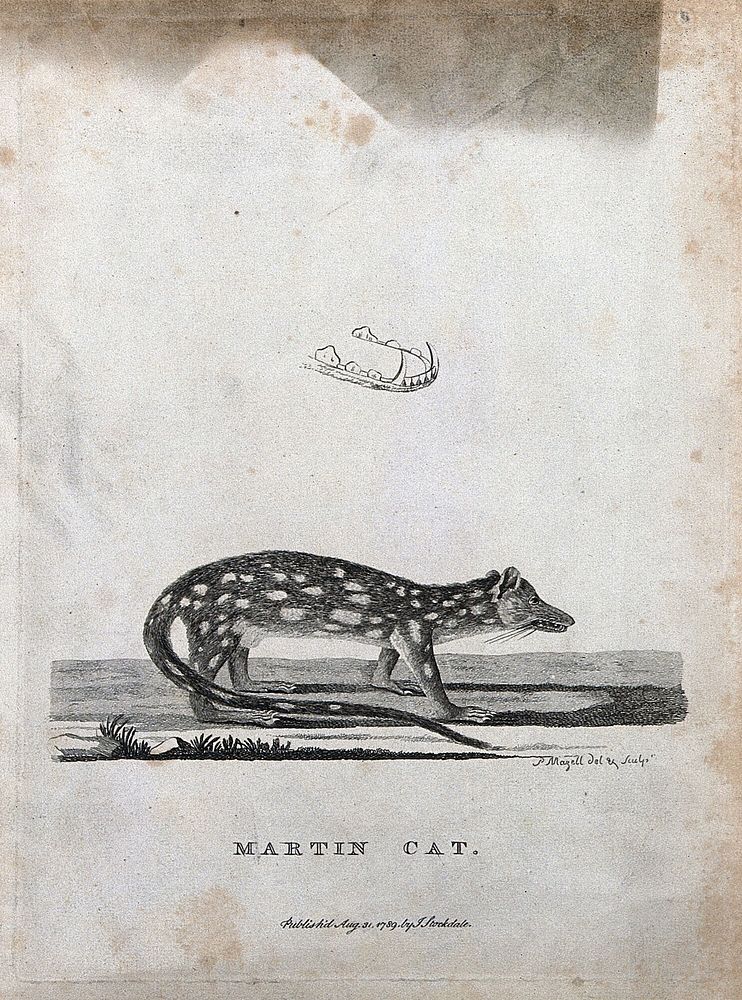A marten and a detail of its lower jaw. Etching by P. Mazell.