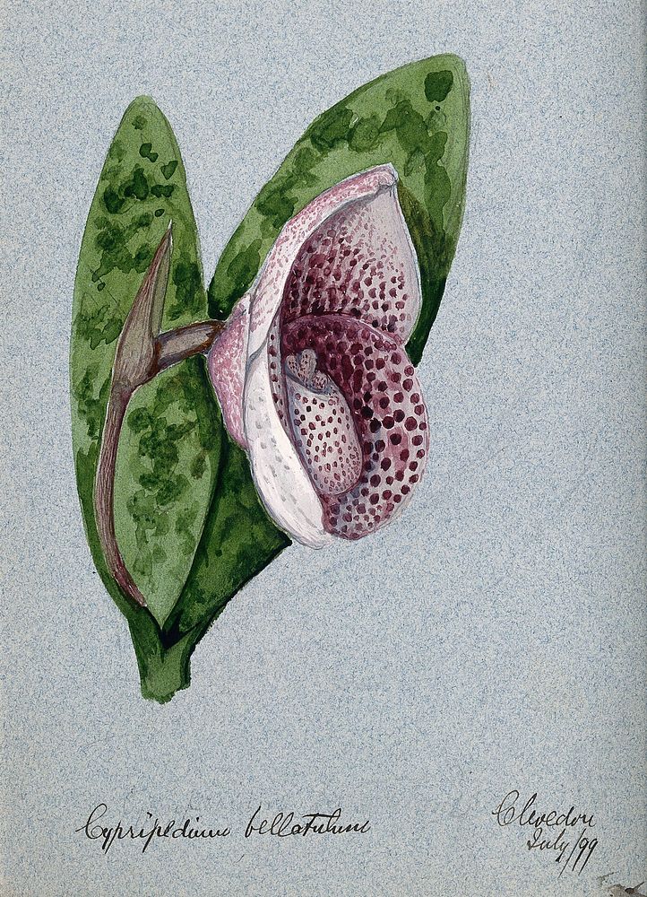 A lady's slipper orchid (Cypripedium bellatulum): flowering stem. Watercolour, 1899.
