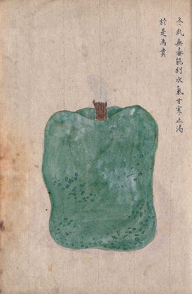 Wax gourd (Benincasa hispida): one box shaped fruit. Watercolour.
