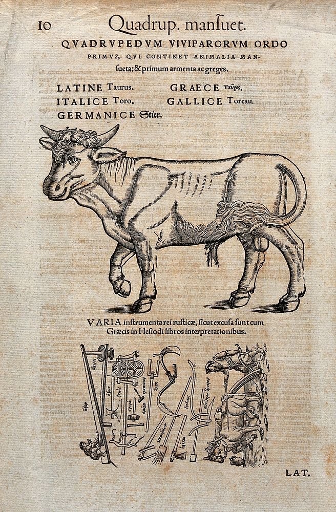 A bull. Woodcut after C. Gessner.