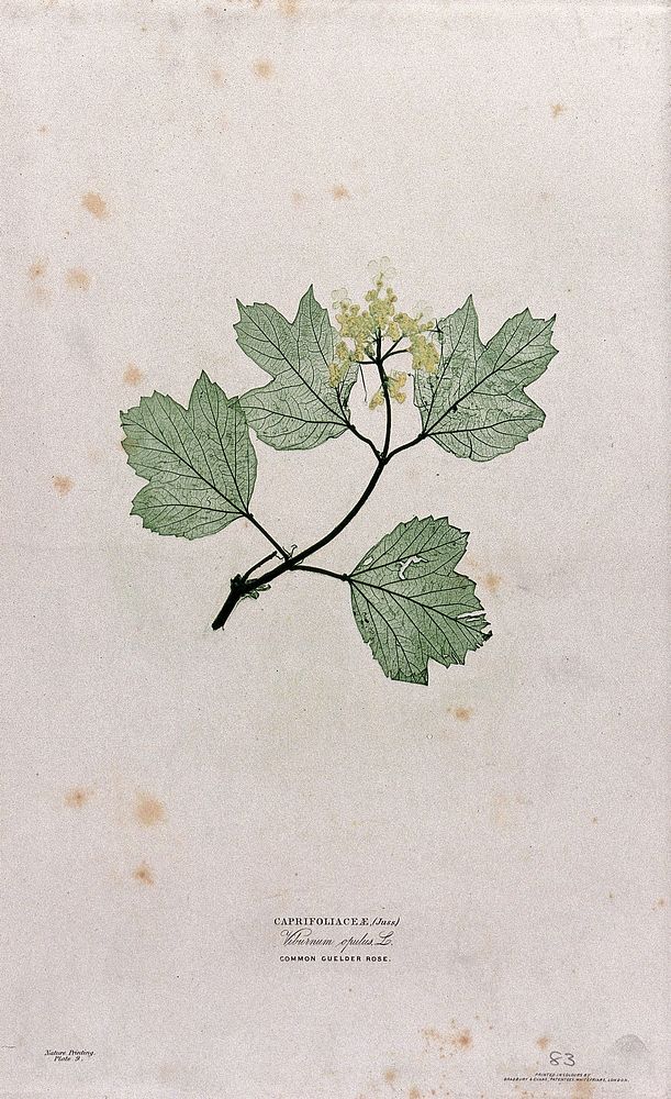 Guelder rose (Viburnum opulus): flowering and fruiting stem. Colour nature print by H. Bradbury.