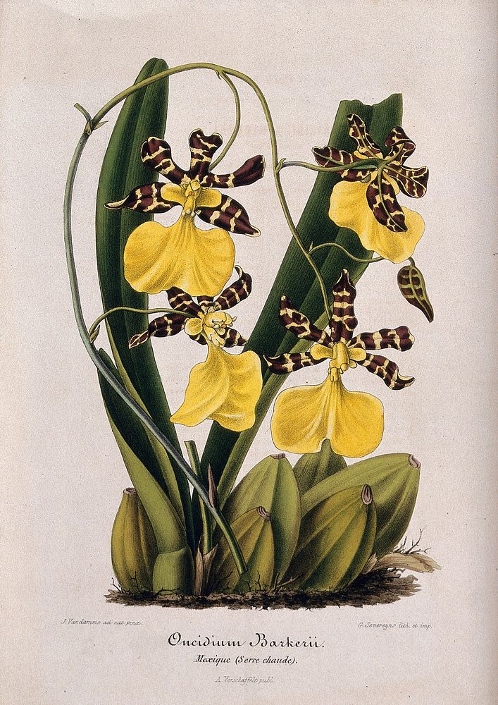 A butterfly orchid (Oncidium barkerii): flowering plant. Coloured lithograph by G. Severeyns, c. 1869, after J. Vandamme.