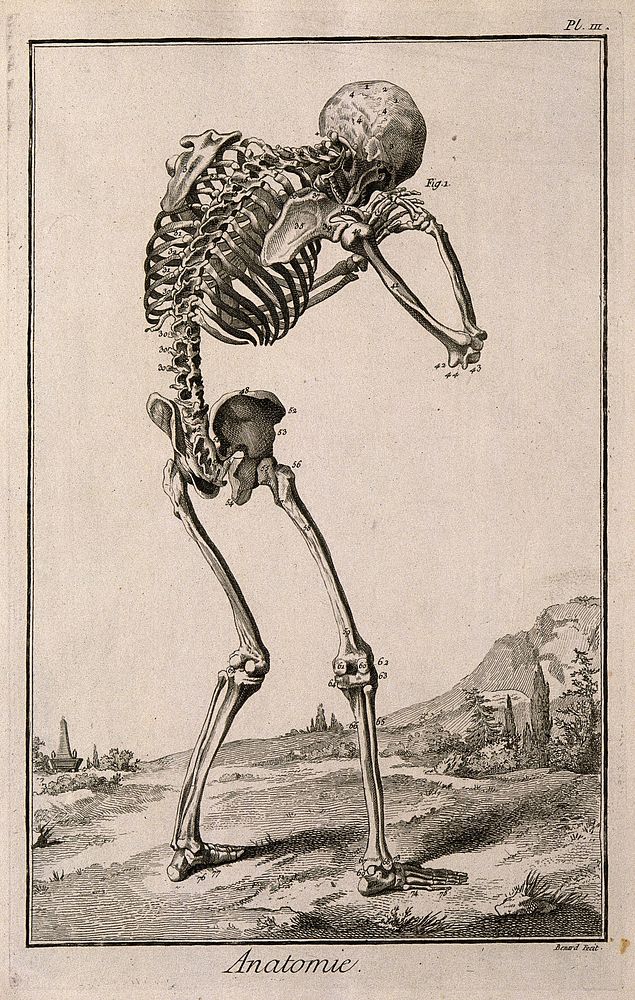 A human skeleton, seen from the back, bent forward with his hands clasped to his skull, after Vesalius. Engraving by Benard…