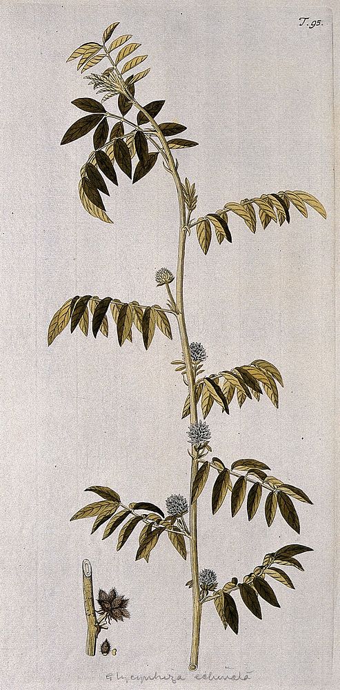 A plant (Glycyrrhiza echinata) related to liquorice plant: flowering stem with separate fruit. Coloured engraving after F.…