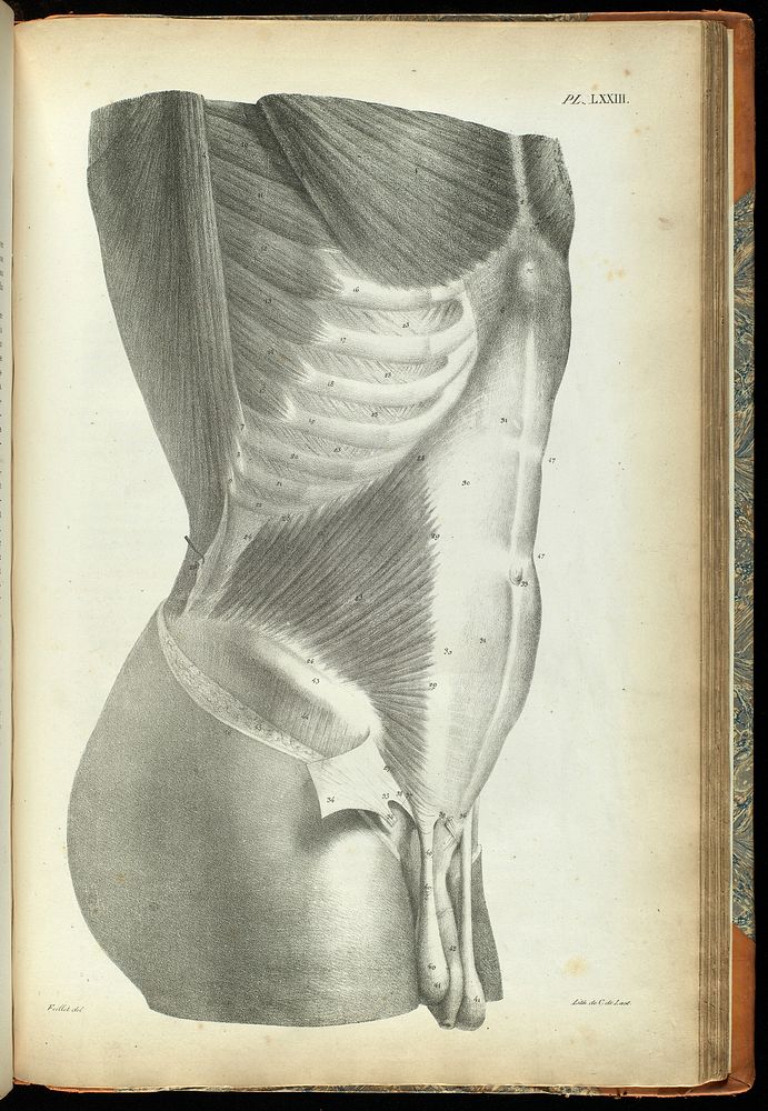 Anatomie de l'homme, ou description et figures lithographiées de toutes les parties du corps humain / par Jules Cloquet.