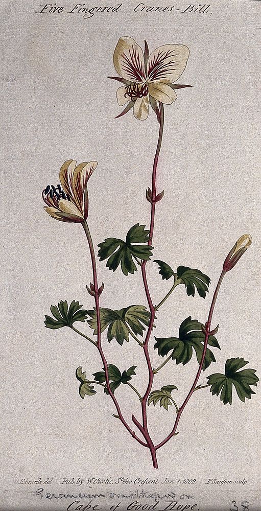 A cranesbill (Geranium species): flowering stem. Coloured engraving by F. Sansom, c. 1802, after S. Edwards.