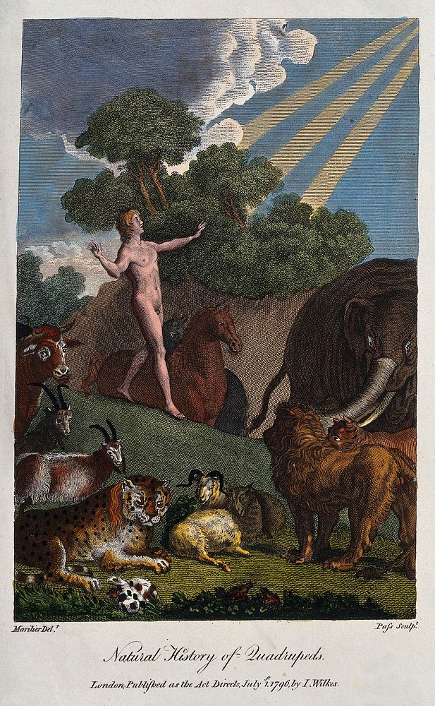 Adam is standing in the garden of Eden looking up to the godhead while being surrounded by the animals of the creation.…