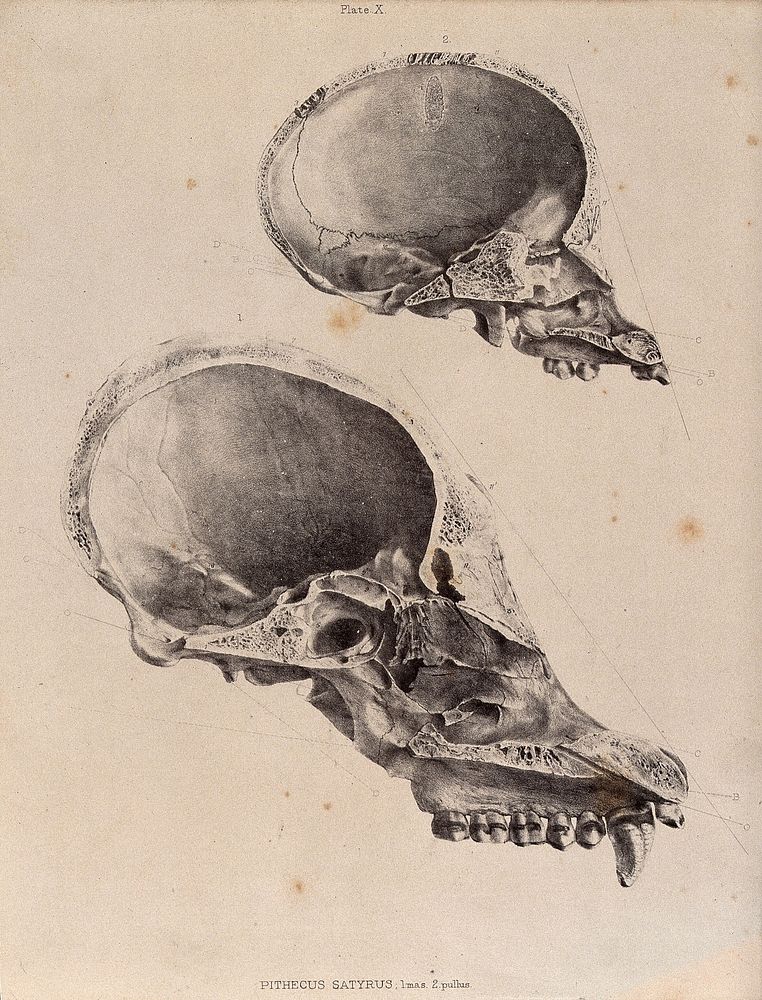 The skulls of a female and male great ape, possibly a chimpanzee. Lithograph.
