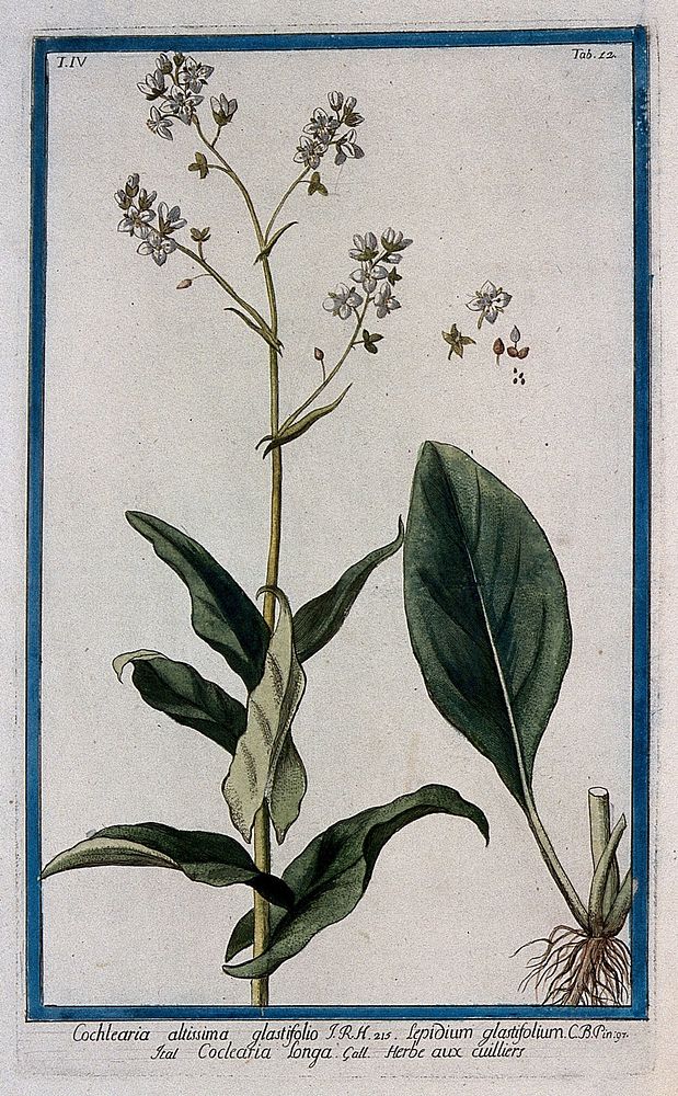A plant (Cochlearia glastifolia): flowering stem with separate basal leaf and sections of flower, fruit and seed. Coloured…