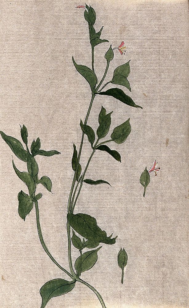 A plant, possibly of the Acanthaceae family: flowering stem with separate flowers. Watercolour.
