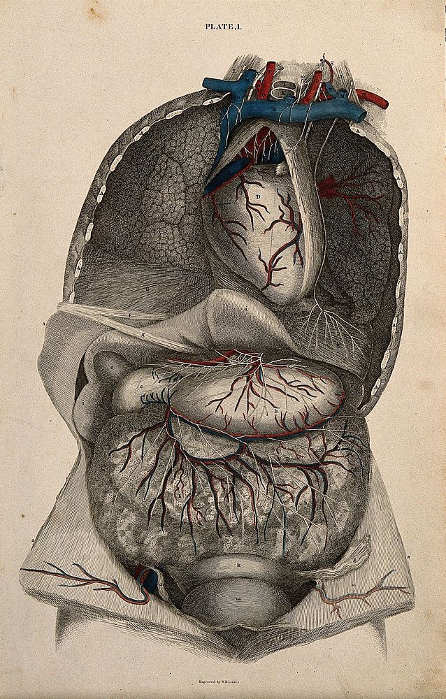 Thorax and abdomen: a dissection, with blood-vessels and nerves indicated in red and blue. Coloured line engraving by W.H.…