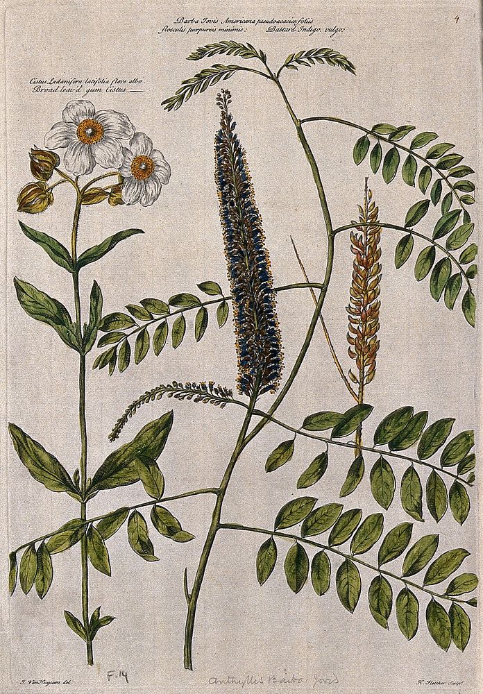 Gum cistus (Cistus ladanifer L.) and bastard indigo (Amorpha fruticosa L.): flowering and fruiting stems. Coloured engraving…