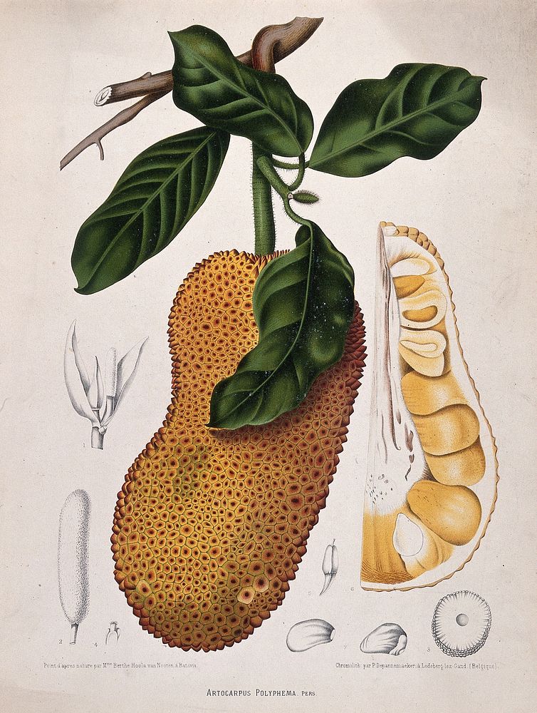Champedak (Artocarpus polyphema Pers.): fruiting branch with numbered sections of fruit, inflorescence and seed.…