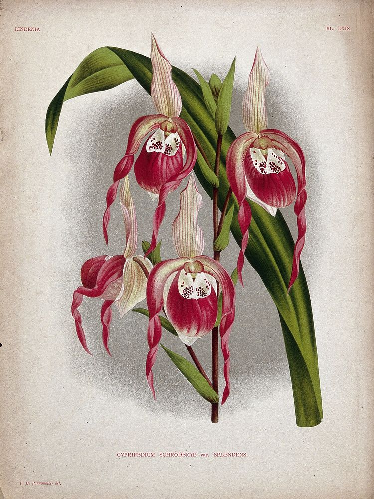 A lady's slipper orchid (Cypripedium x schroederae): flowering stem and leaf. Chromolithograph, c. 1885, after P. de…