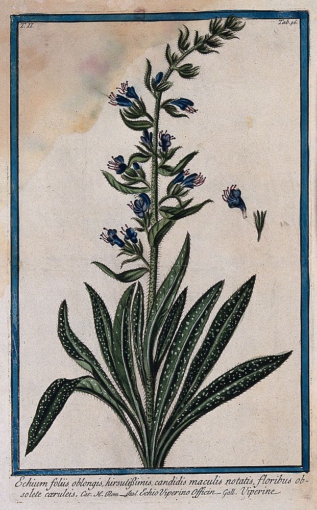 Bugloss (Echium lycopsis L.): flowering stem with separate floral sections. Coloured etching by M. Bouchard, 1774.