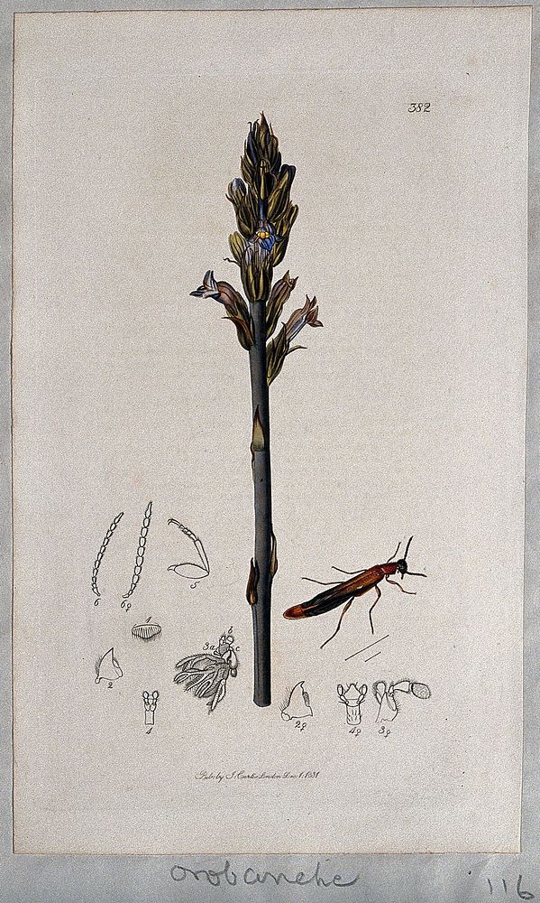A broomrape plant (Orobanche caerulea) with an associated insect and its anatomical segments. Coloured etching, c. 1831.