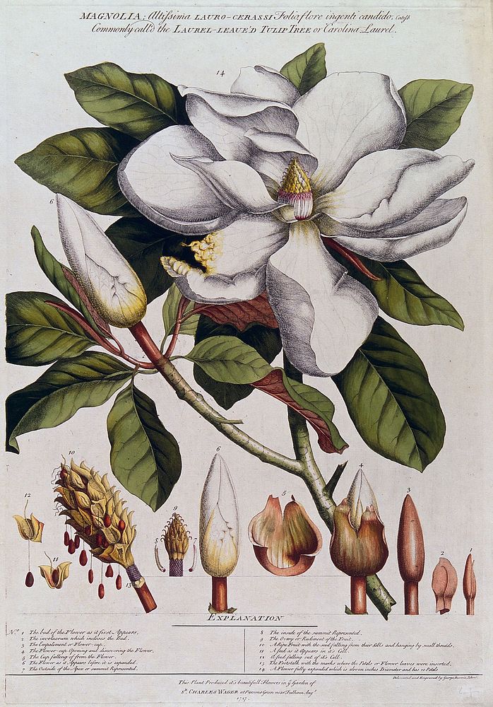 A Magnolia species: flowering stem with labelled floral segments, fruit and seed. Coloured etching by G. D. Ehret, c.1737…