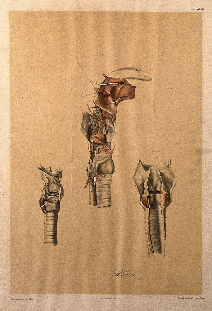 Dissections of the trachea and surrounding muscles: three figures. Colour lithograph by G.H. Ford, 1865.