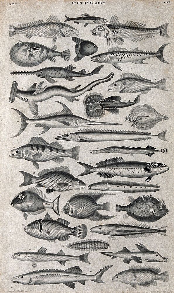 Twenty eight types of fish. Engraving by R. Scott after T. Brown.