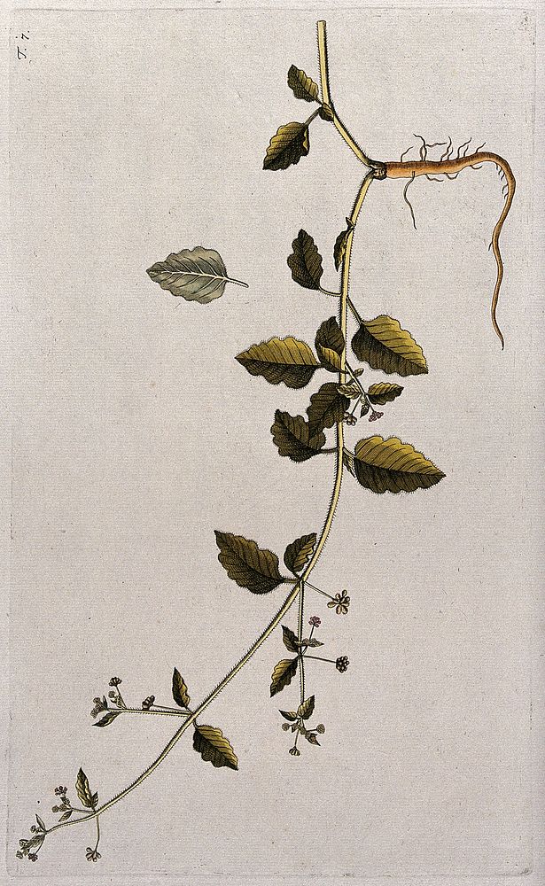 Boerhavia hirsuta L.: flowering and fruiting stem with root and separate leaf. Coloured engraving after F. von Scheidl, 1770.