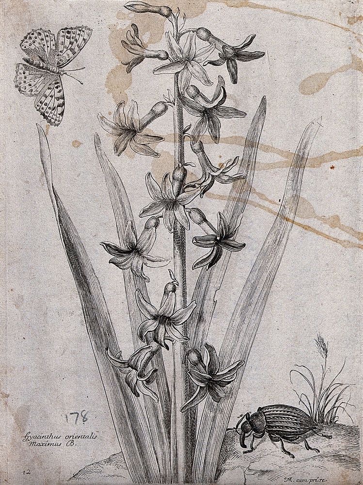Hyacinth (Hyacinthus orientalis): flowering plant with butterfly and beetle. Etching by N. Robert, c. 1660, after himself.