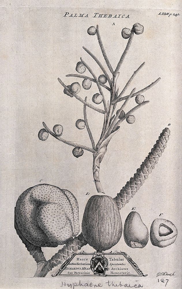 Doum palm (Hyphaene thebaica (L.) C.Martius): fruiting stem and fruit segments. Etching by G. D. Ehret, c. 1743.