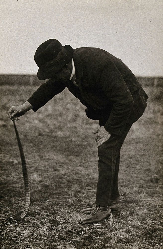 A snake being picked up by a man holding its tip, Australia. Photograph, 1900/1920.