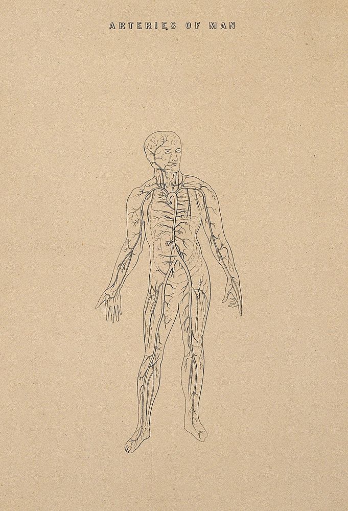 The arterial system: illustration of a human figure, showing the veins and arteries. Line engraving, ca. 1850.