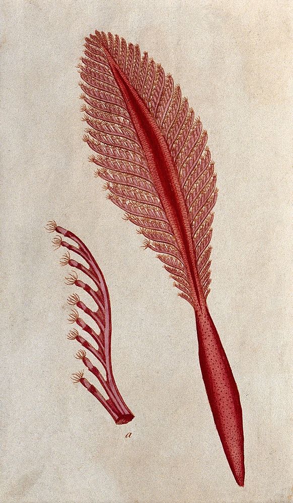 Marine animalcules. Coloured etching.