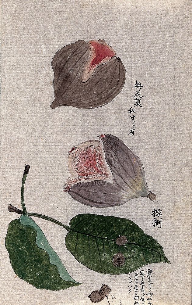 A fig plant (Ficus carica): fruits and leaves. Watercolour.