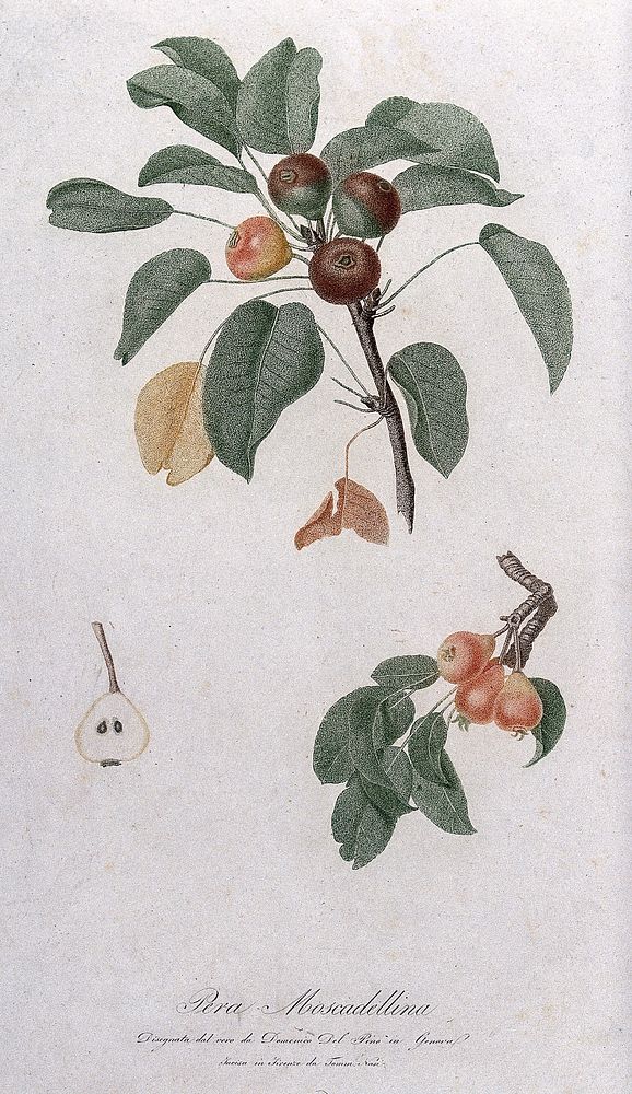Pear (Pyrus species): fruiting branches with halved fruit. Colour stipple engraving by T. Nasi, c. 1817, after D. Del Pino.