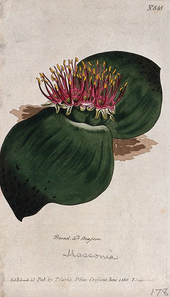 Broad-leaved masson (Massonia sanguinea): flowering plant. Coloured engraving by F. Sansom, c. 1805, after S. Edwards.