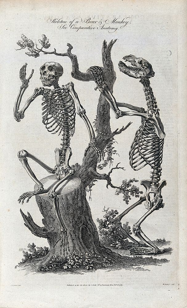 Left, the skeleton of a monkey sitting on the stump of a tree. Right, the skeleton of a bear holding on to the branch of a…
