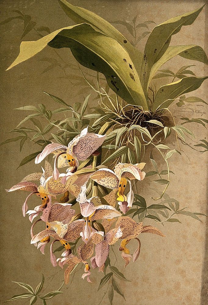 Lady's slipper orchid (Cypripedium sp.): flowering plant. Chromolithograph by E. Vouga, c.1883, after herself.