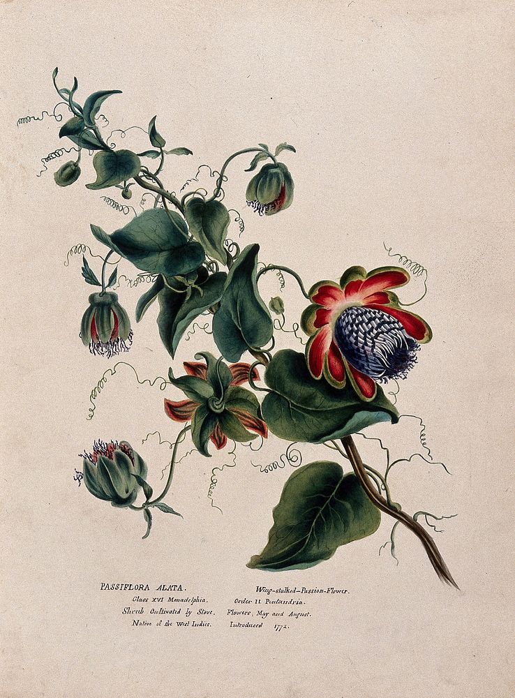 Passion flower (Passiflora alata): flowering stem. Watercolour, ca. 1850 .
