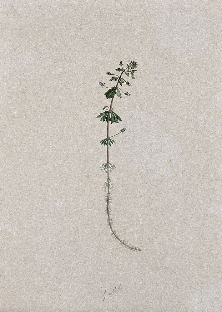 A plant (Gratiola species): flowering stem. Watercolour.