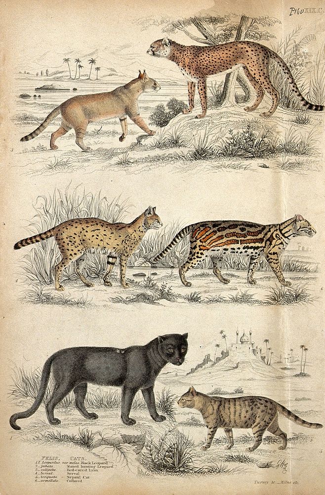 Above, a leopard and a red-eared lynx; middle, a serval and a collared car (felis armillata); bottom, a black leopard and a…