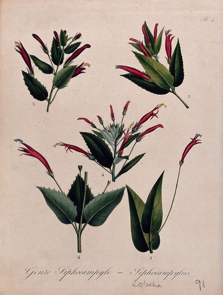 Five flowering tropical plants, all species of the genus Siphocampylus. Coloured lithograph.