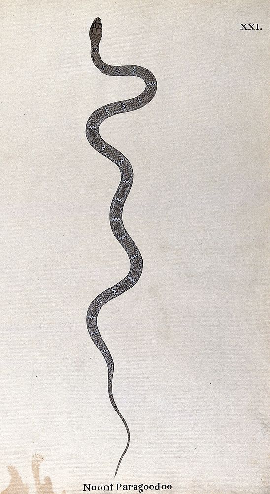 A snake, (bungarus caeruleus) slender and pale grey in colour, with small white lozenge-shaped markings flecked with black.…