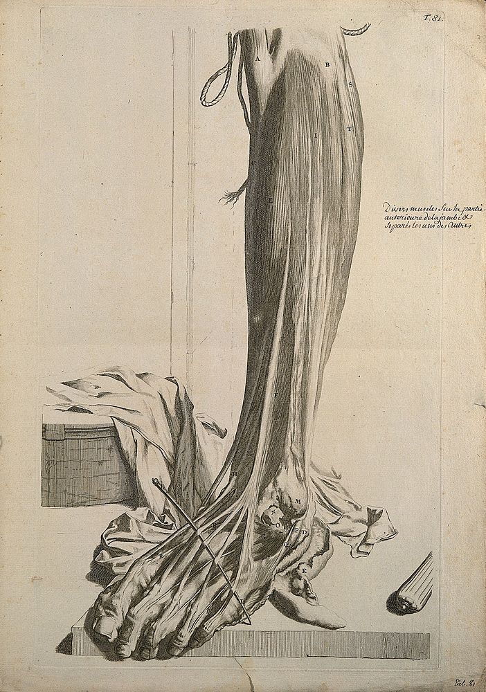 The muscles of the lower leg with the tendons separated from each other. Engraving after G. de Lairesse, 1739.