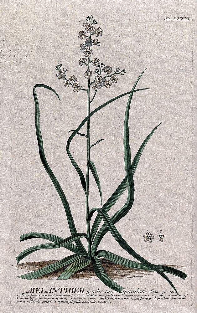 Bunchflower (Melanthium virginicum L.): flowering stem with separate floral segments. Coloured engraving by J.J. or J.E.…