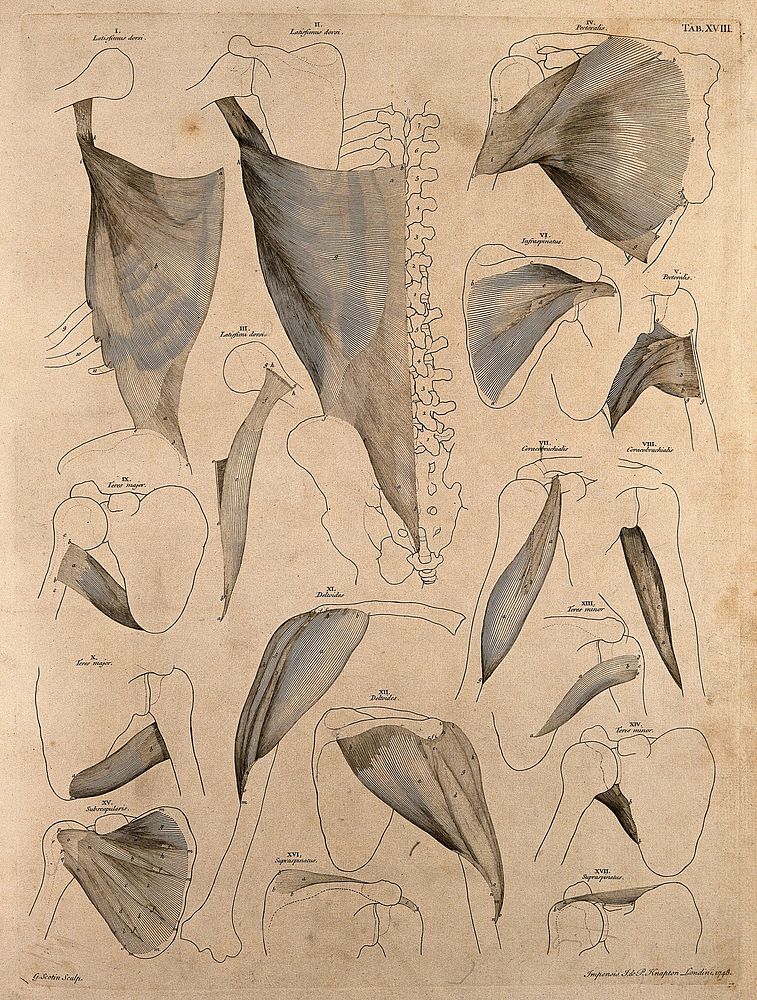 Muscles and bones of the trunk and shoulder. Engraving by G. Scotin after B.S. Albinus, 1748.